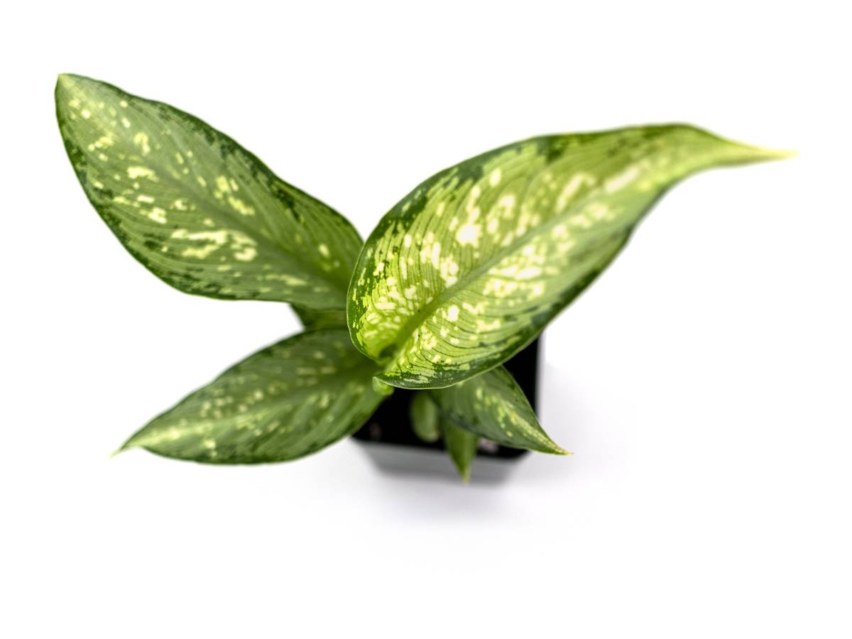 Dieffenbachia 'Tiki'