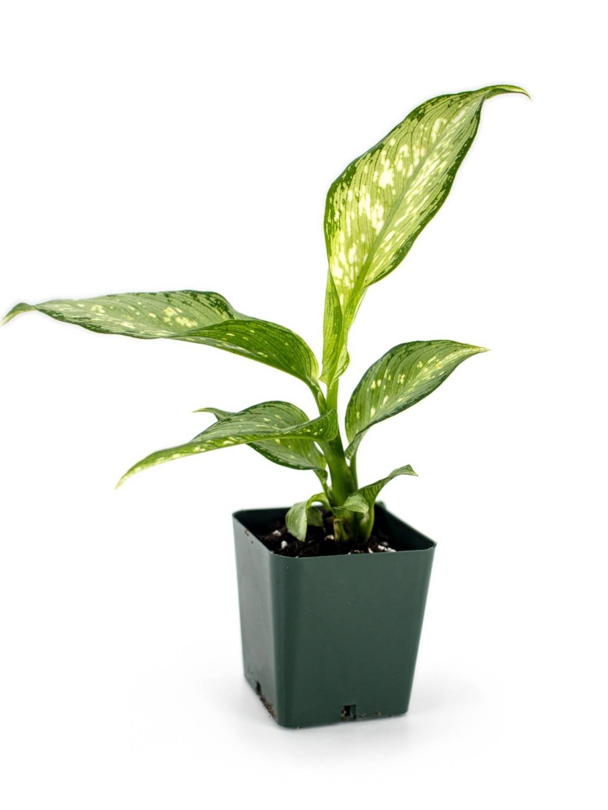 Dieffenbachia 'Tiki'