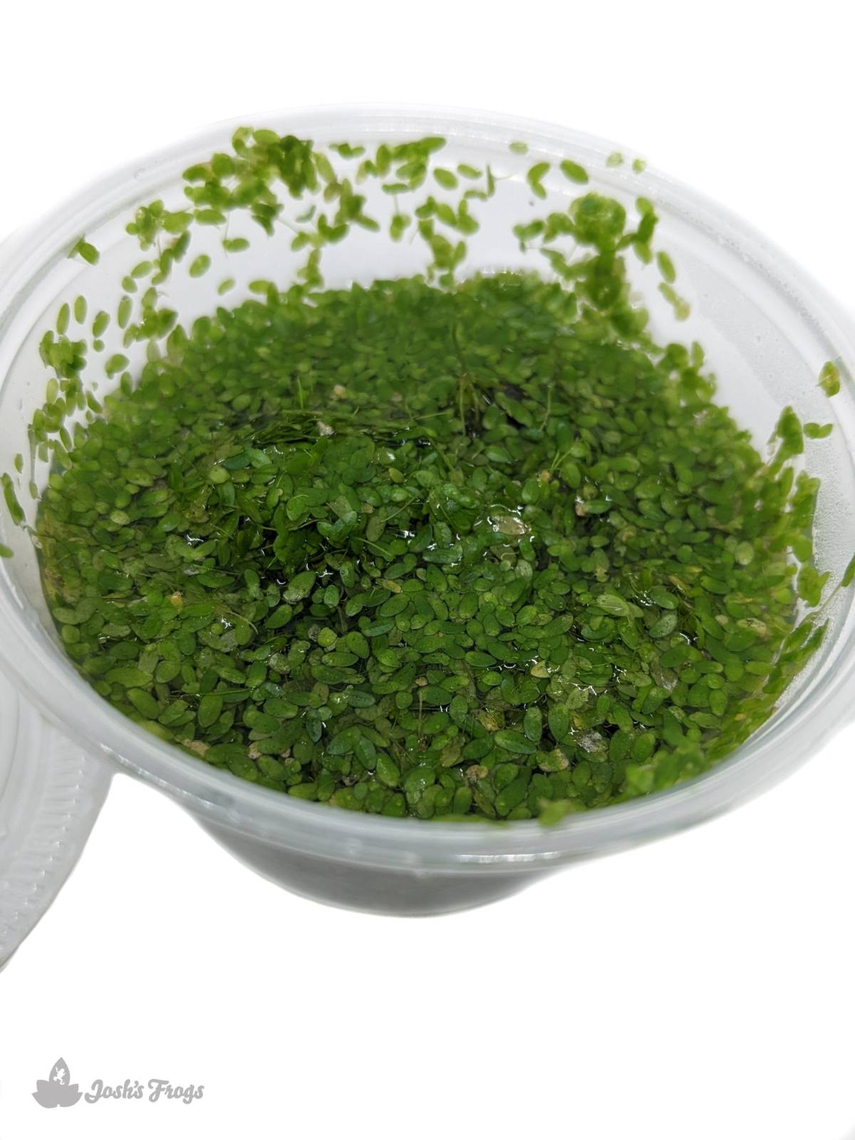 Duckweed - Lemna minor (4 oz. cup)