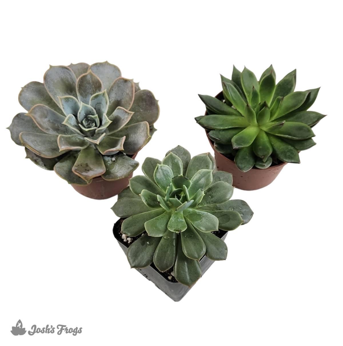 Echeveria (Grower's Choice)