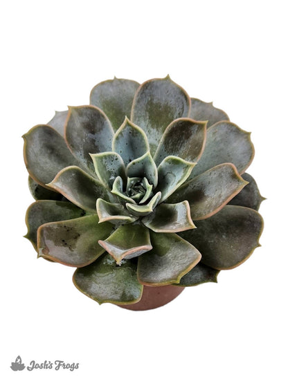 Echeveria (Grower's Choice)