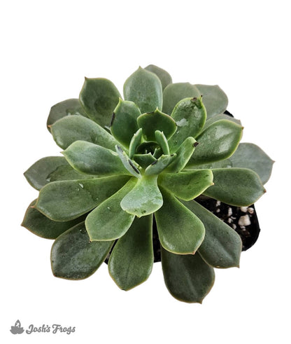 Echeveria (Grower's Choice)