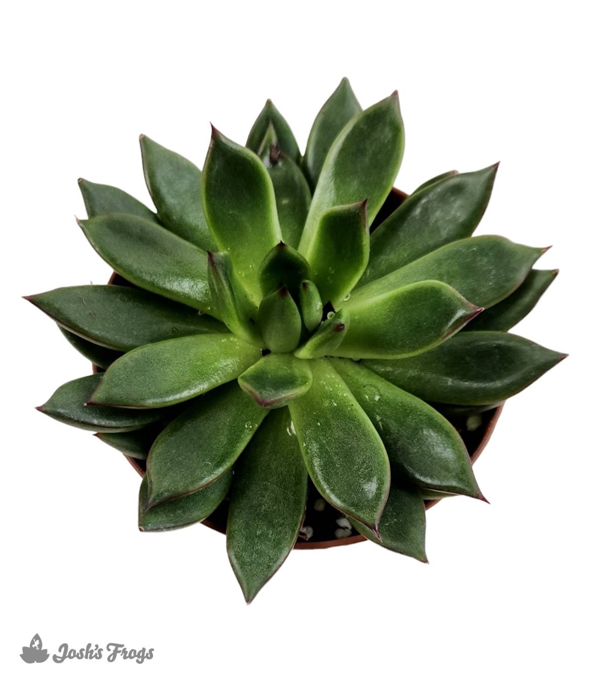 Echeveria (Grower's Choice)