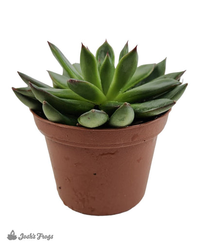 Echeveria (Grower's Choice)