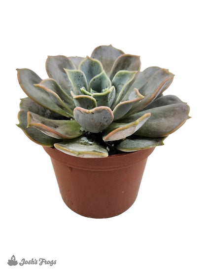 Echeveria (Grower's Choice)