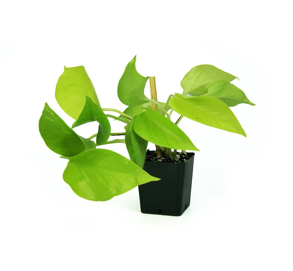 Epipremnum aureum 'Neon' Pothos