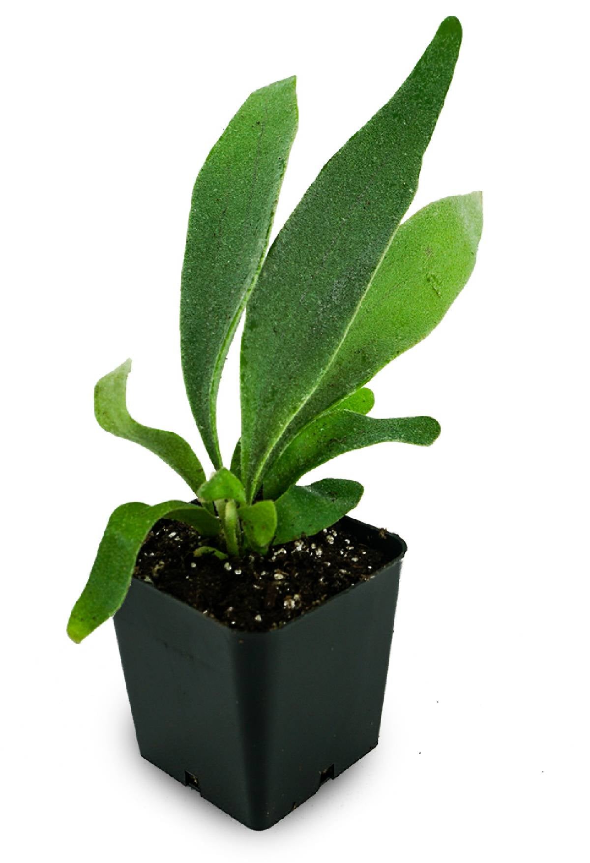 Platycerium veitchii 'Lemoinei' - French Staghorn Fern