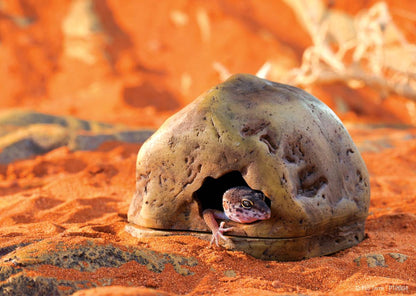Exo Terra Gecko Cave (Small)