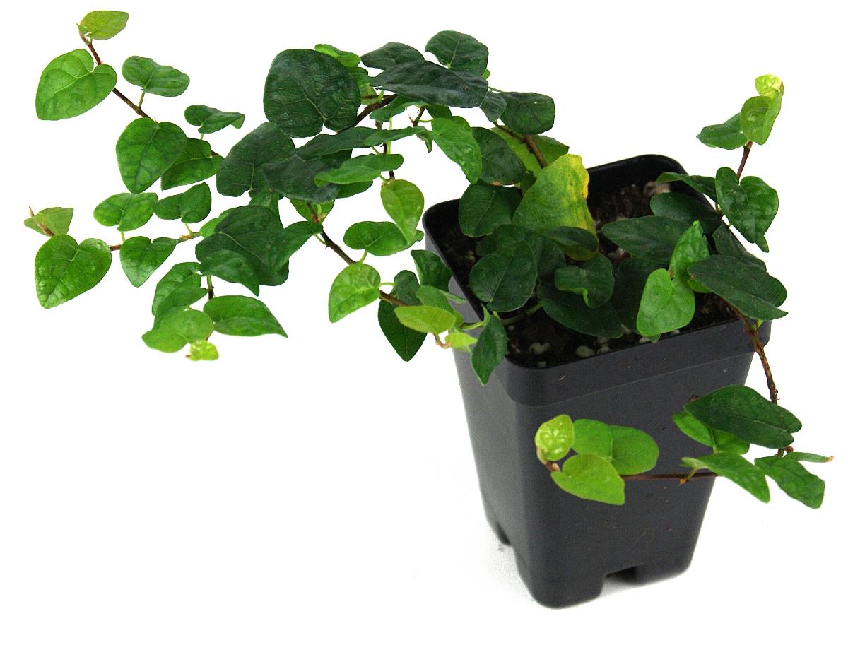 Ficus pumila 'Creeping Fig'