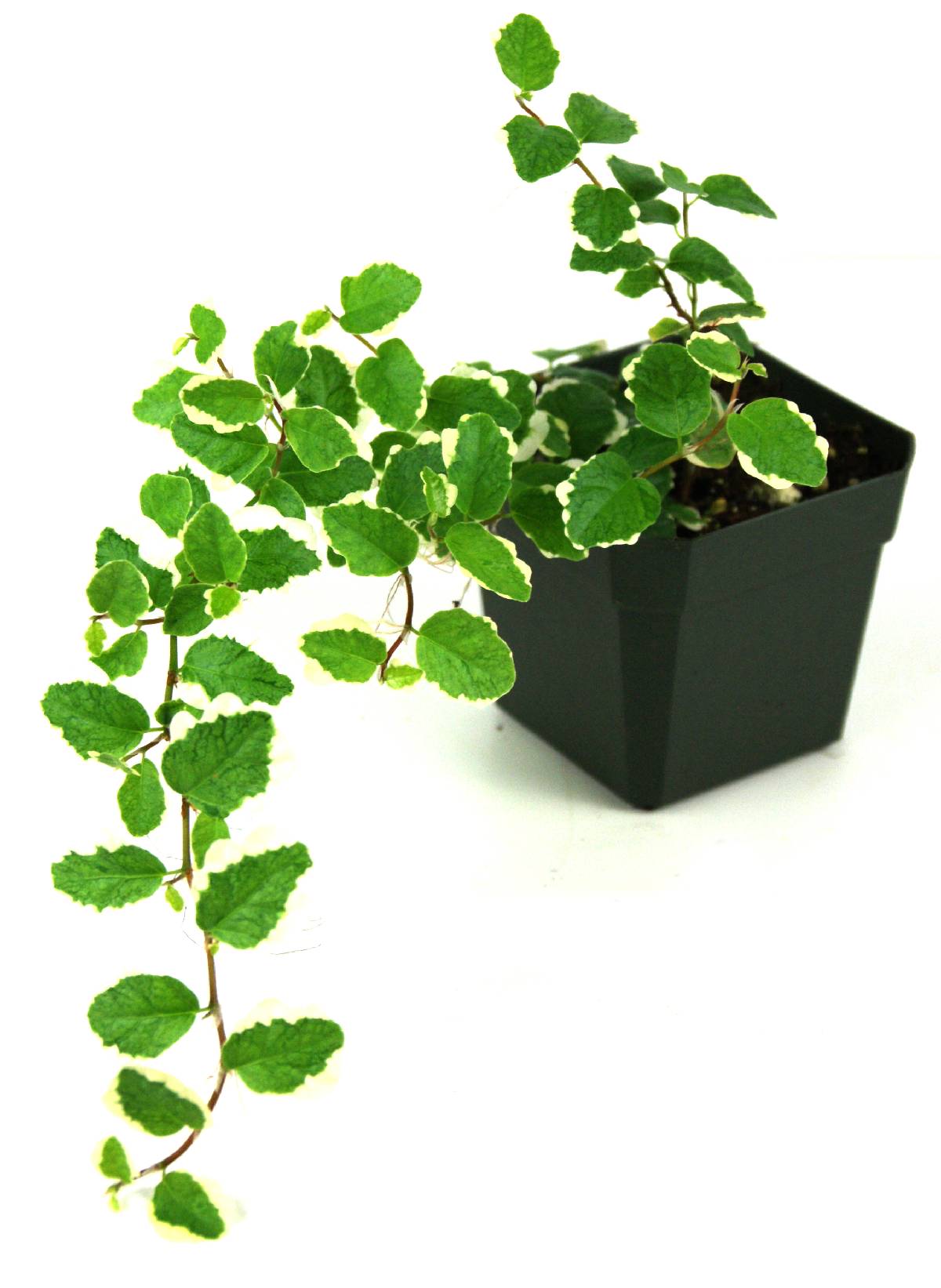 Ficus pumila Variegata 'Creeping Fig'