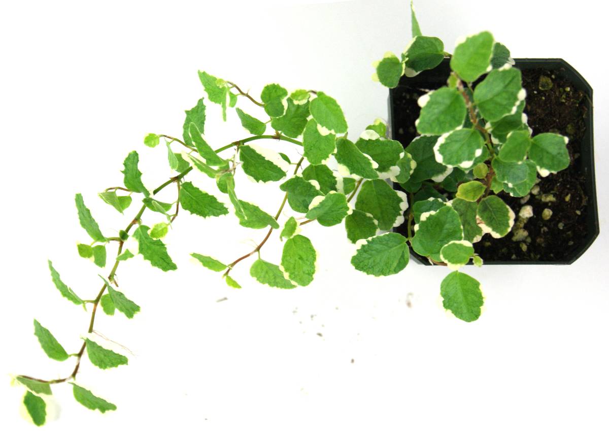 Ficus pumila Variegata 'Creeping Fig'