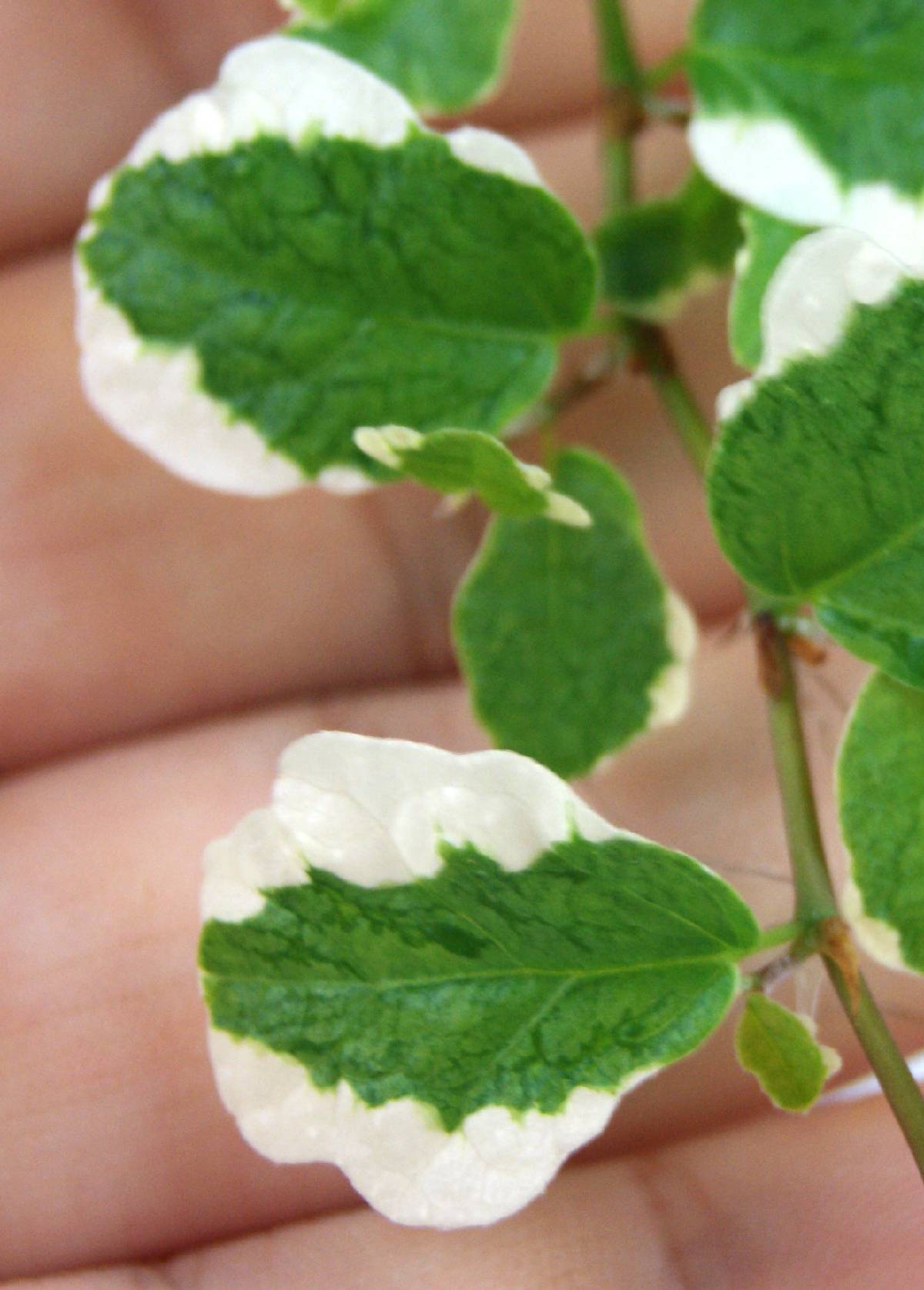 Ficus pumila Variegata 'Creeping Fig'