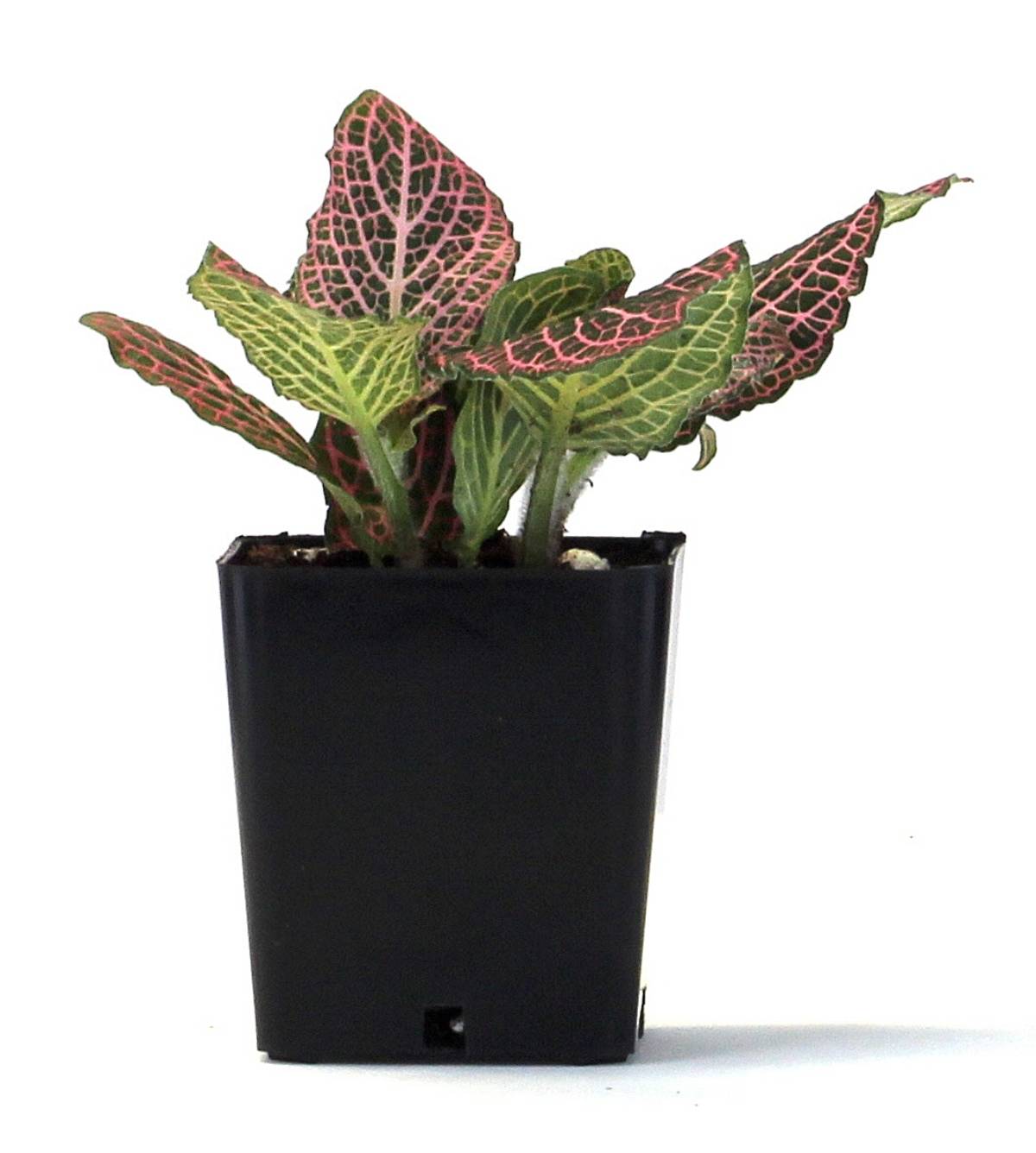 Fittonia verschaffeltii 'Pink' - Nerve Plant