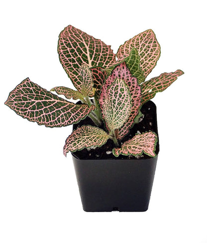 Fittonia verschaffeltii 'Pink' - Nerve Plant