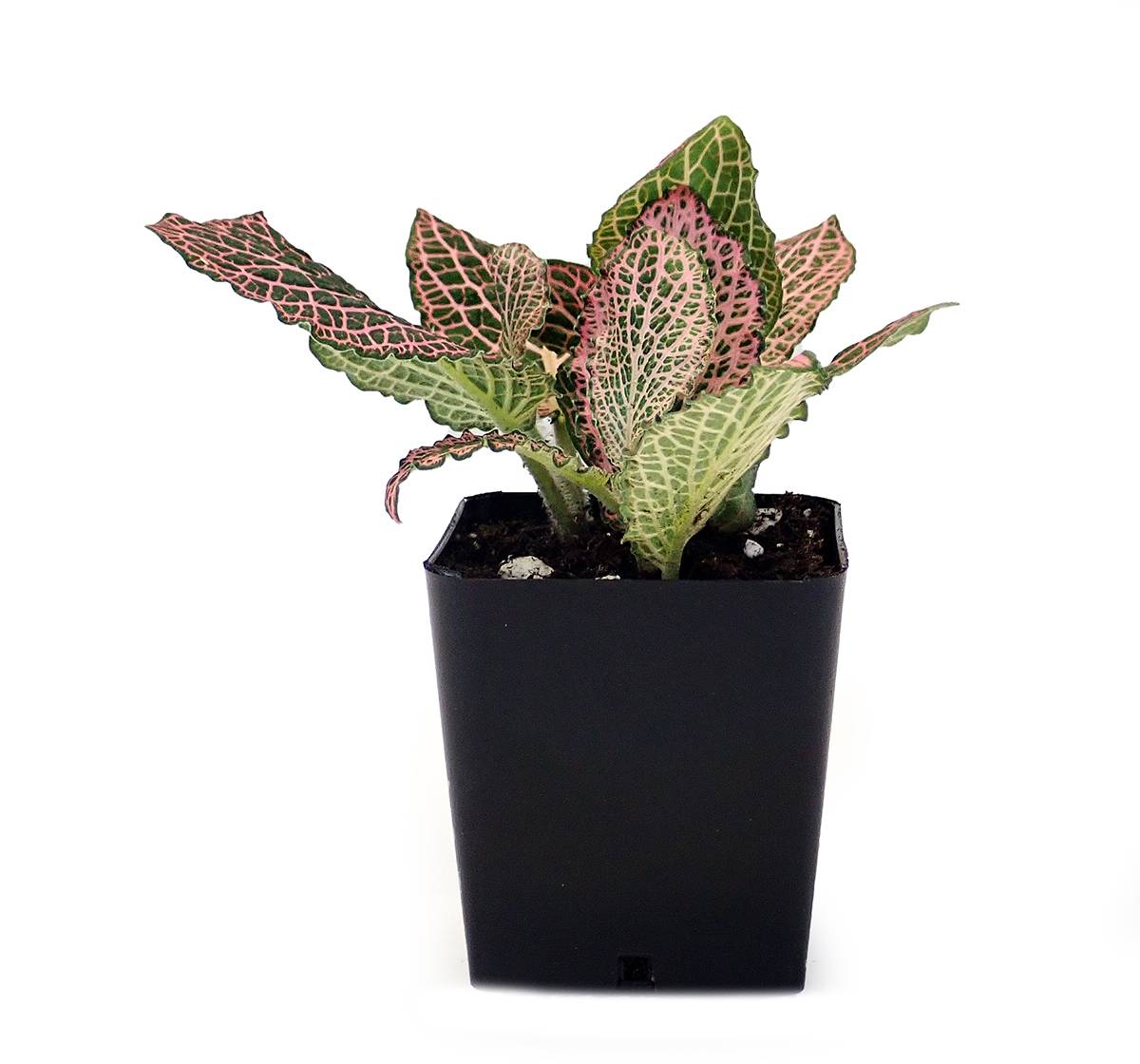Fittonia verschaffeltii 'Pink' - Nerve Plant