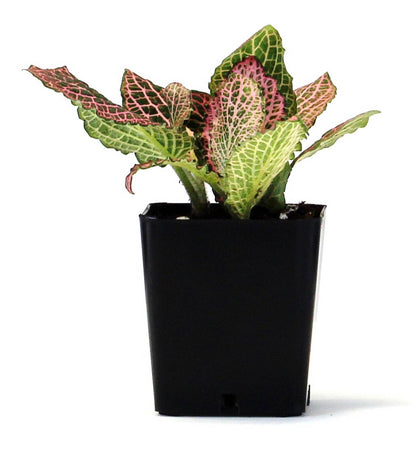 Fittonia verschaffeltii 'Pink' - Nerve Plant