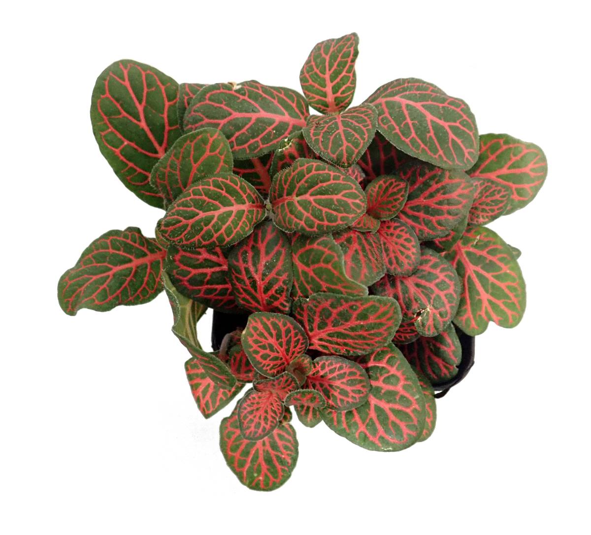 Fittonia verschaffeltii 'Red' - Nerve Plant