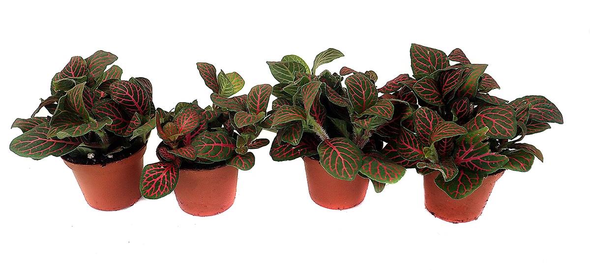 Fittonia verschaffeltii 'Red' - Nerve Plant