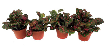 Fittonia verschaffeltii 'Red' - Nerve Plant
