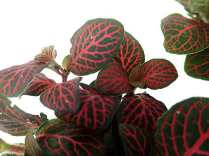 Fittonia verschaffeltii 'Red' - Nerve Plant