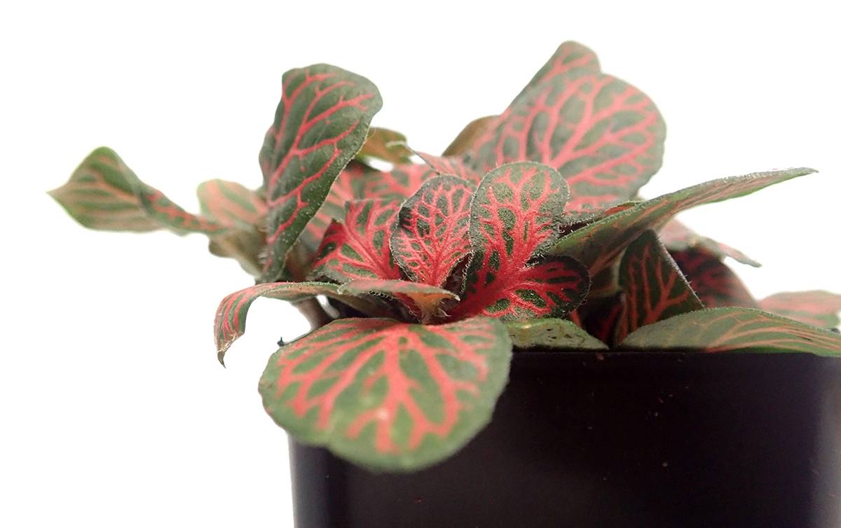 Fittonia verschaffeltii 'Red' - Nerve Plant
