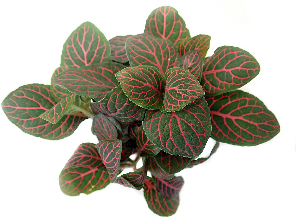 Fittonia verschaffeltii 'Red' - Nerve Plant