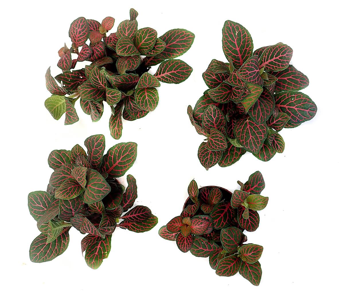 Fittonia verschaffeltii 'Red' - Nerve Plant