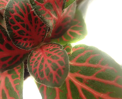 Fittonia verschaffeltii 'Red' - Nerve Plant