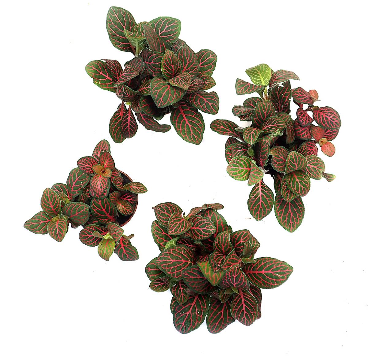 Fittonia verschaffeltii 'Red' - Nerve Plant