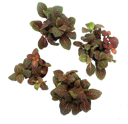 Fittonia verschaffeltii 'Red' - Nerve Plant
