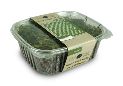 Fresh Sheet Moss (1 quart)