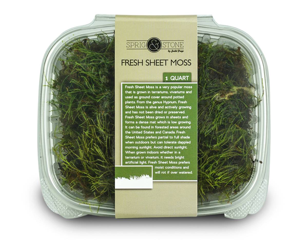 Fresh Sheet Moss (1 quart)