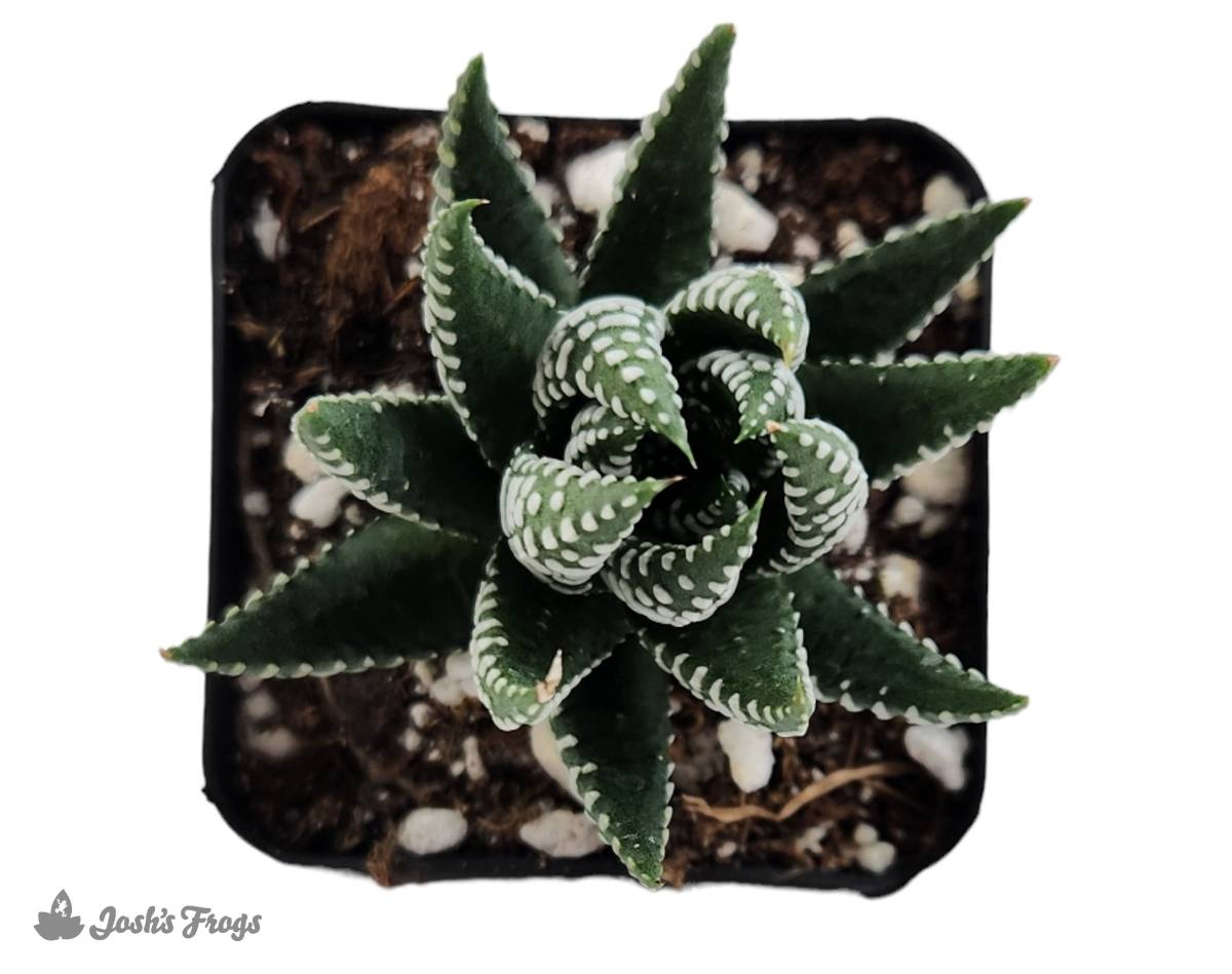 Haworthia (Grower's Choice)