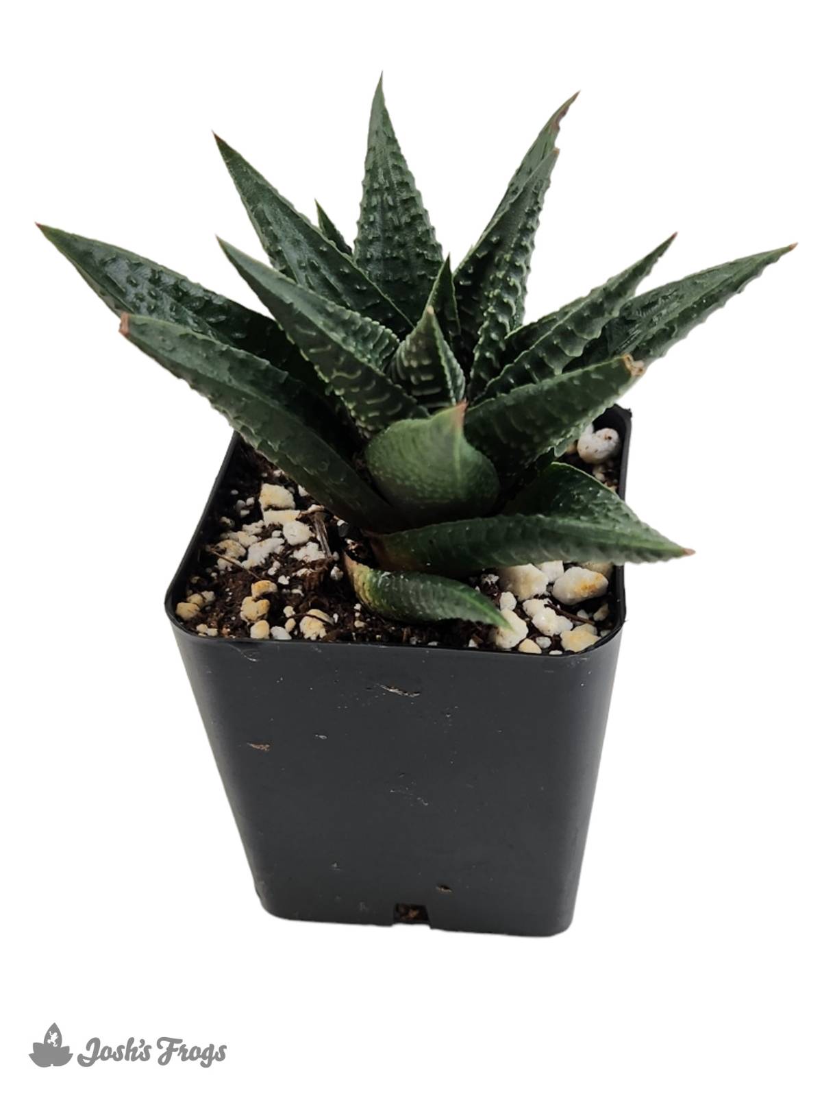 Haworthia (Grower's Choice)