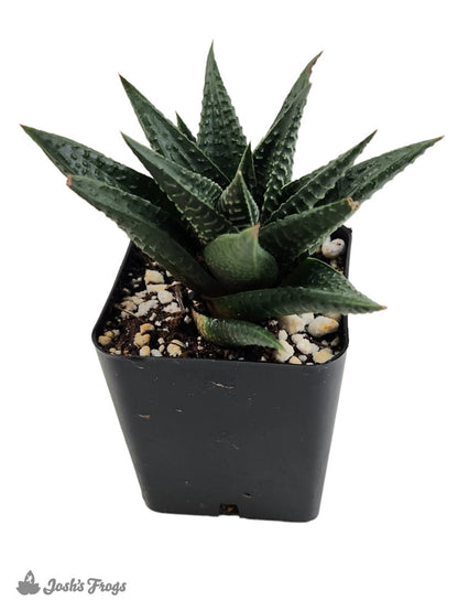 Haworthia (Grower's Choice)