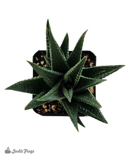 Haworthia (Grower's Choice)