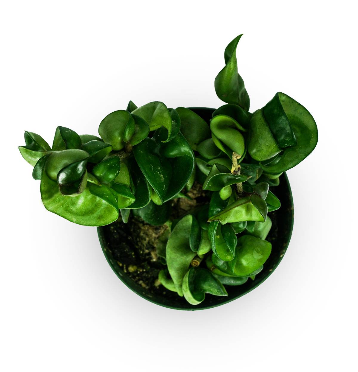 Hoya carnosa f. compacta ‘Krinkle Kurl’ - Hindu Rope Plant