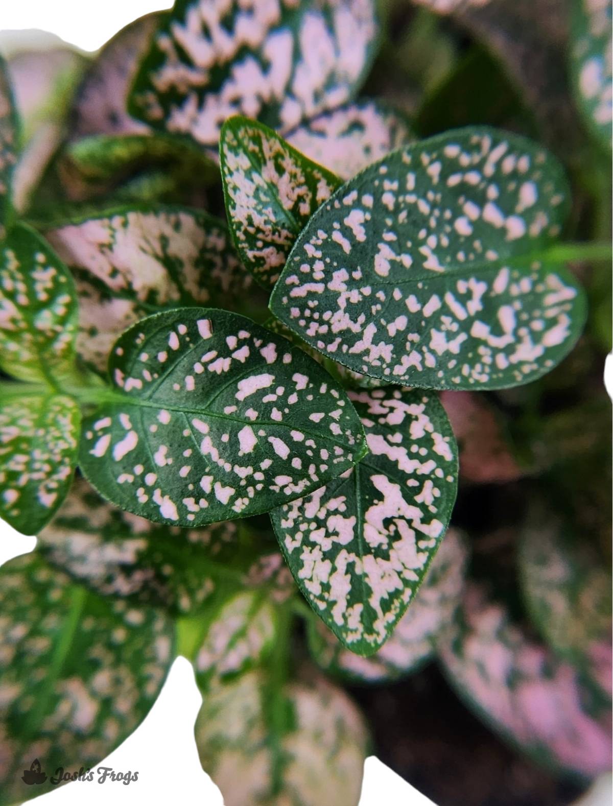 Hypoestes phyllostachya 'Pink Splash'