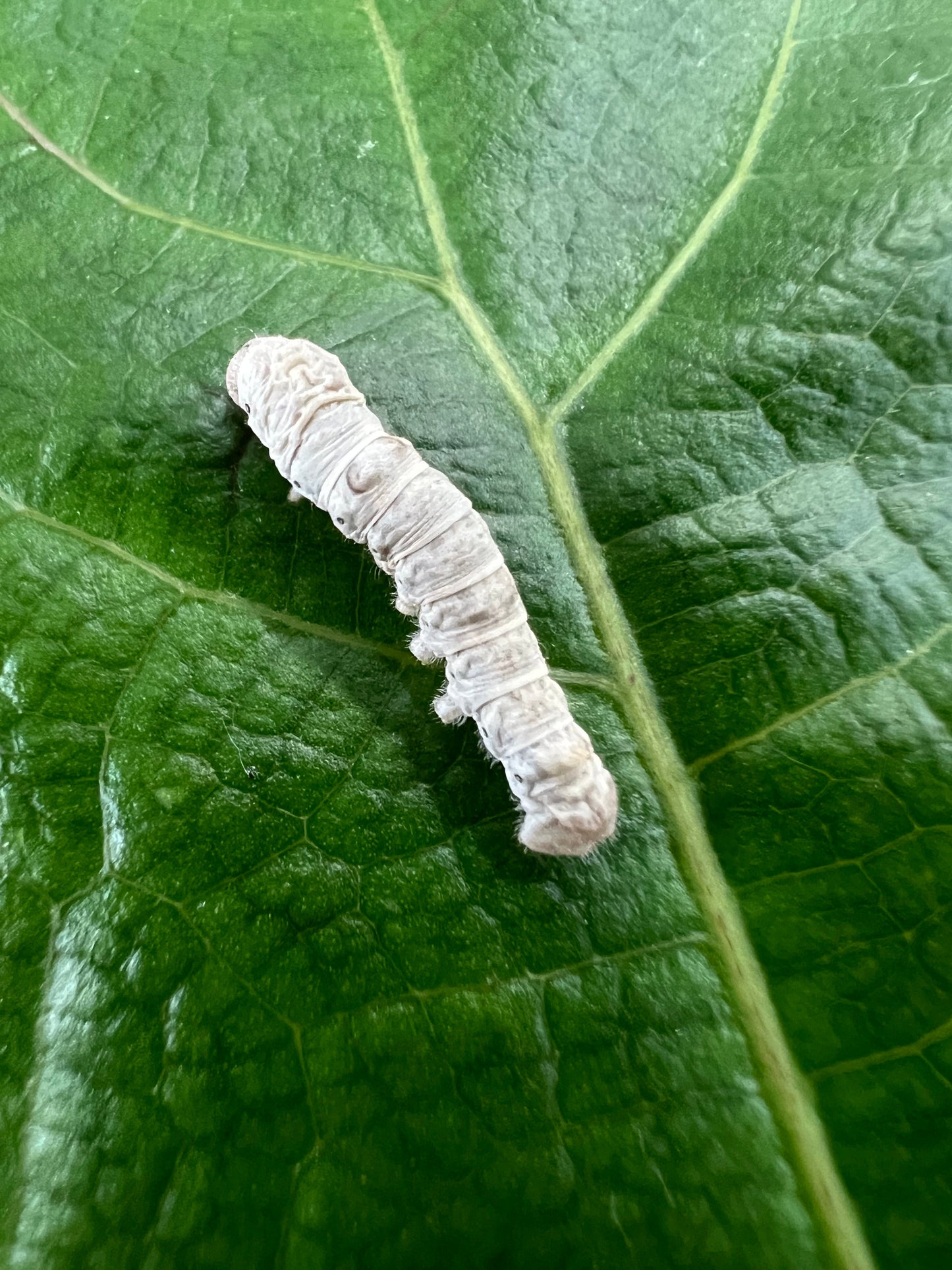 Medium Silkworms