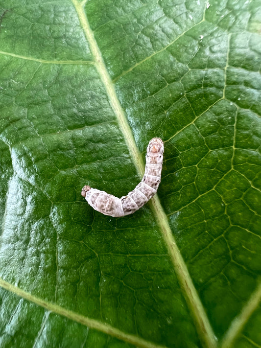 Small Silkworms