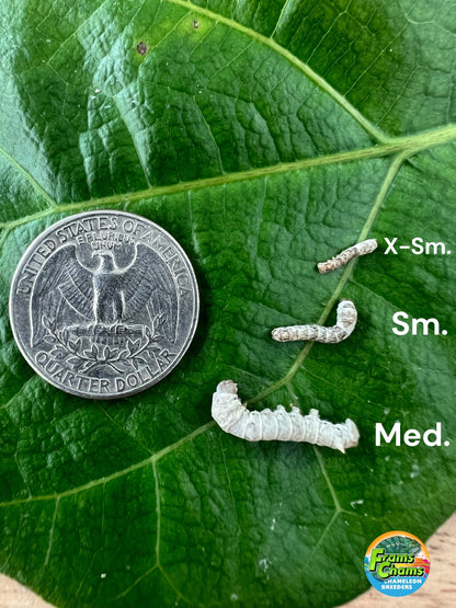 Medium Silkworms