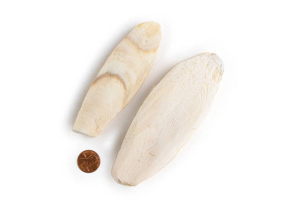 Josh's Frogs Sepia Bones (2 Pack)