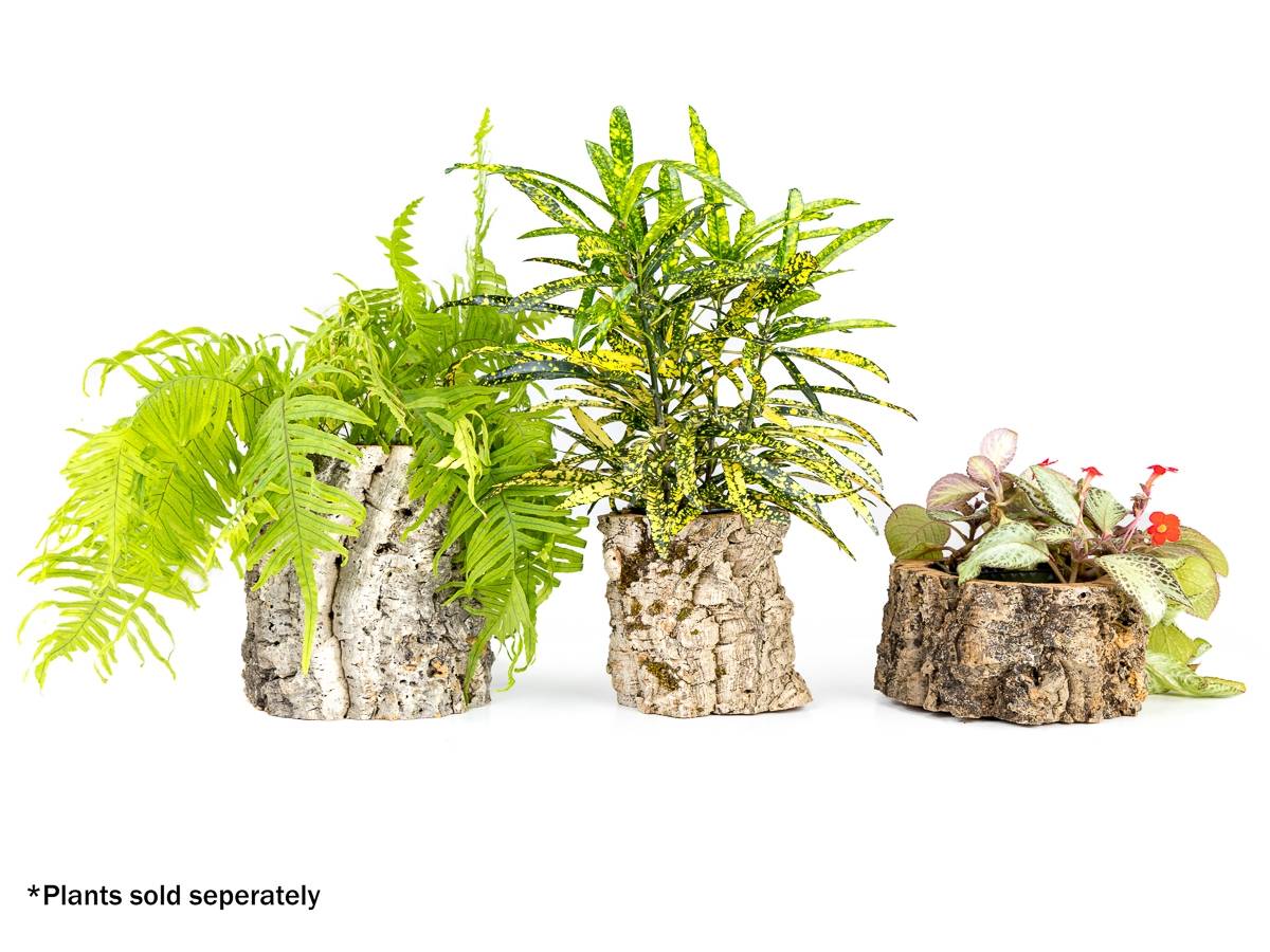 Josh's Frogs Virgin Cork Planter (4 inch tall)