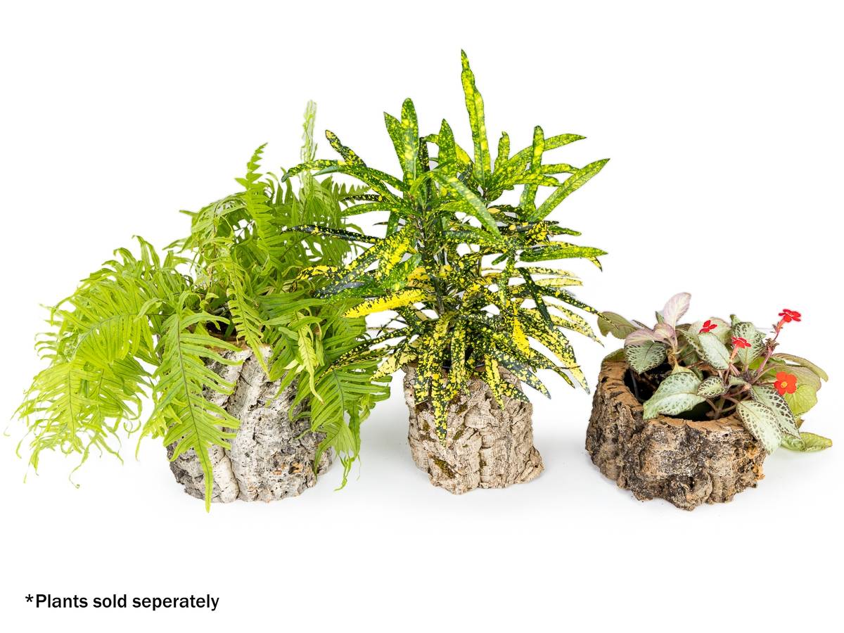 Josh's Frogs Virgin Cork Planter (4 inch tall)