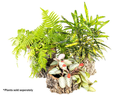 Josh's Frogs Virgin Cork Planter (4 inch tall)