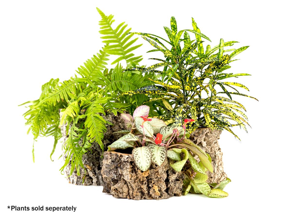 Josh's Frogs Virgin Cork Planter (4 inch tall)