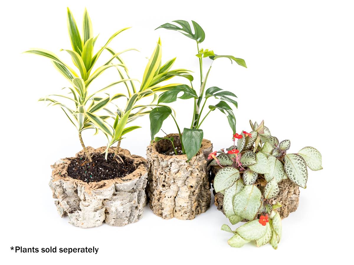 Josh's Frogs Virgin Cork Planter (4 inch tall)