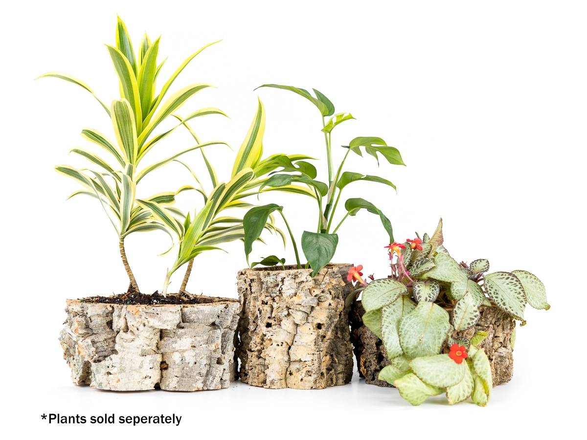 Josh's Frogs Virgin Cork Planter (4 inch tall)