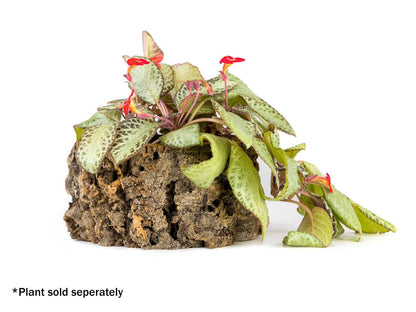 Josh's Frogs Virgin Cork Planter (4 inch tall)