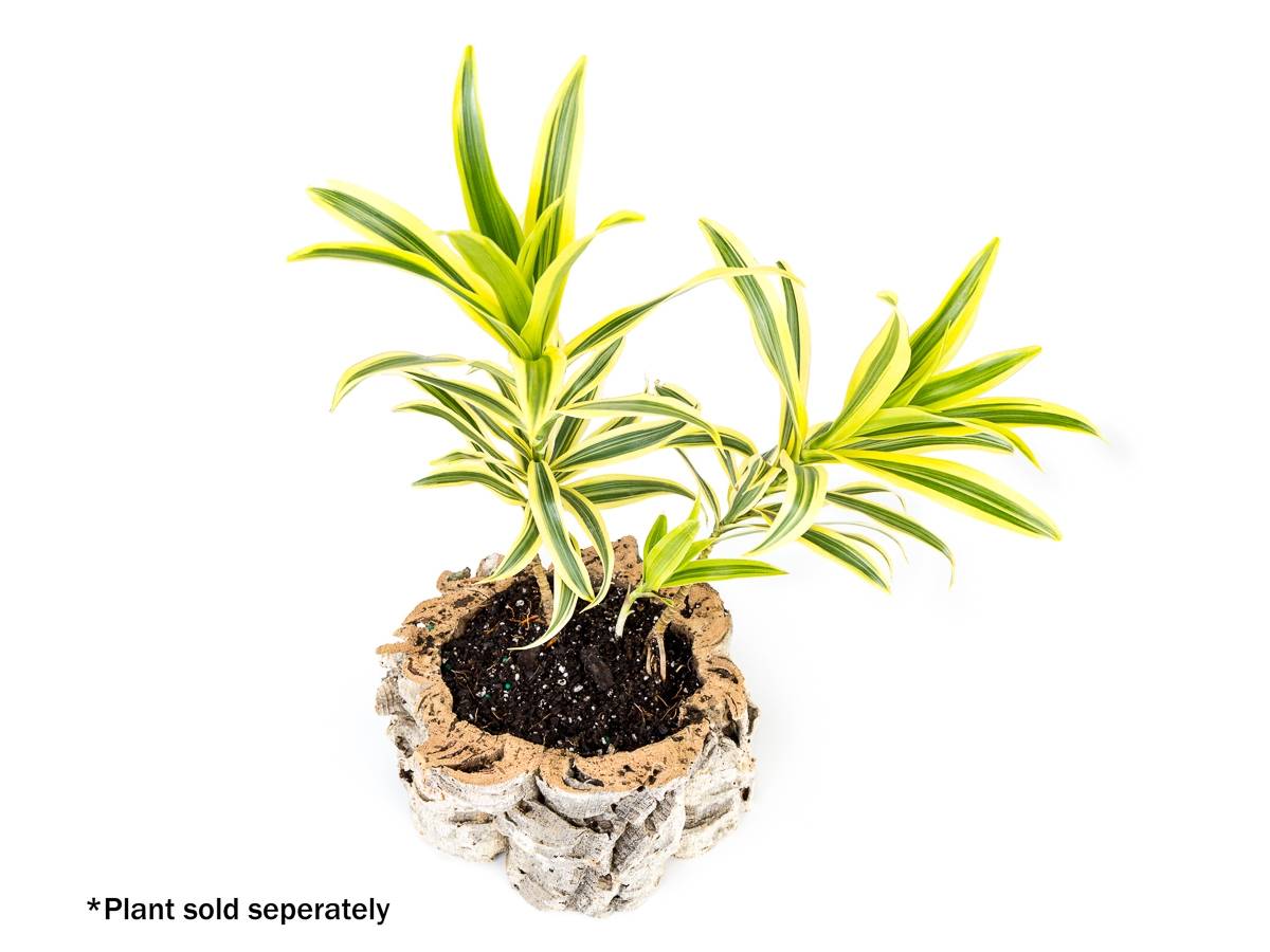 Josh's Frogs Virgin Cork Planter (4 inch tall)